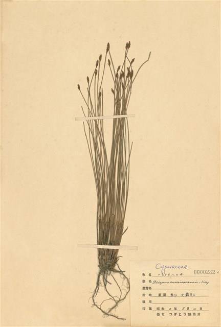 Scirpus morrisonensis Collection Image, Figure 1, Total 2 Figures