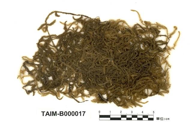 Aerobryopsis parisii (Card.) Broth. Collection Image, Figure 1, Total 10 Figures