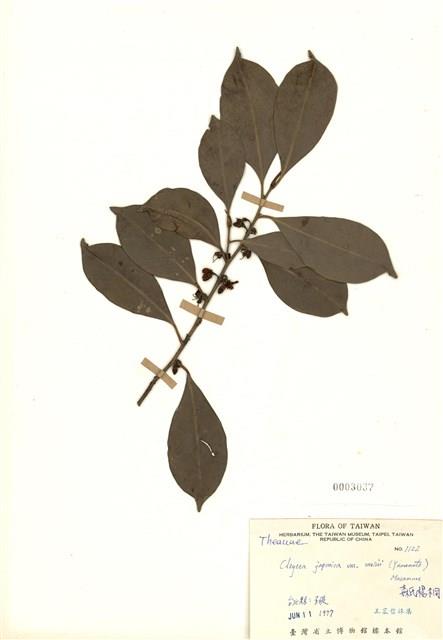 Cleyera japonica var. morii Collection Image, Figure 1, Total 2 Figures