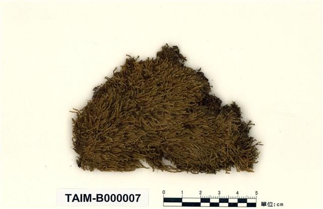 Acanthorrhynchium papillatum (Harv.) Fleisch. Collection Image, Figure 1, Total 8 Figures