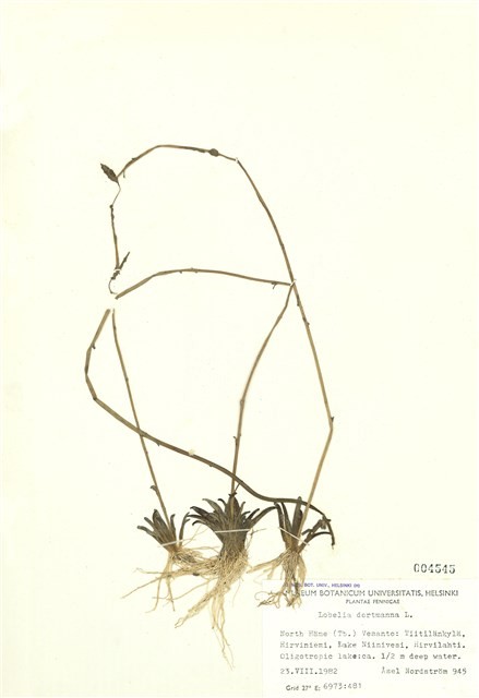 山梗菜屬藏品圖，第1張