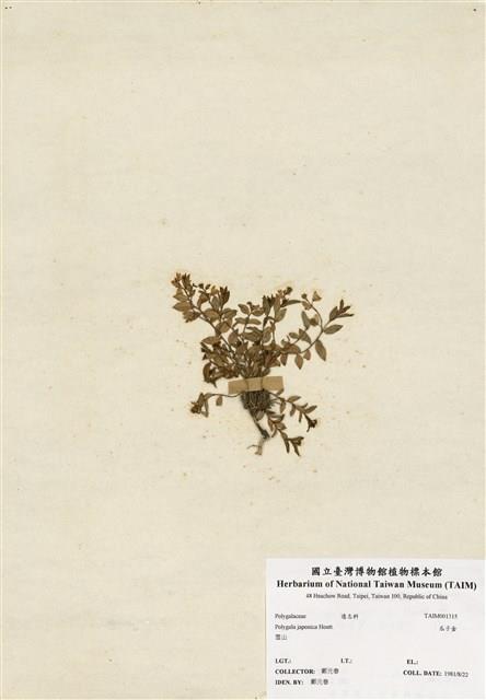 瓜子金藏品圖，第1張