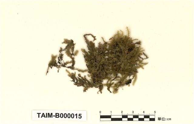 Aerobryopsis longissima Collection Image, Figure 1, Total 10 Figures