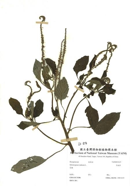 耳鉤草藏品圖，第1張