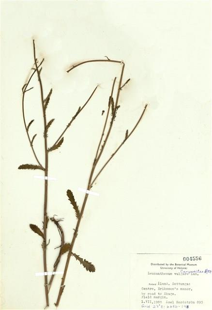 法國菊藏品圖，第1張