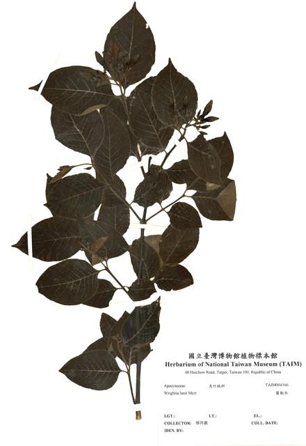 藍靛木藏品圖，第1張