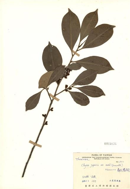 Cleyera japonica var. morii Collection Image, Figure 1, Total 3 Figures