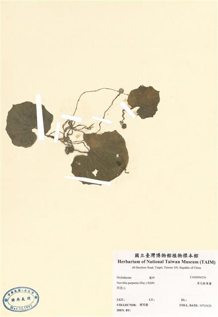 紫花脈葉蘭藏品圖，第1張