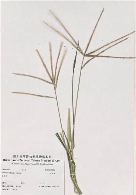 牛筋草藏品圖，第1張