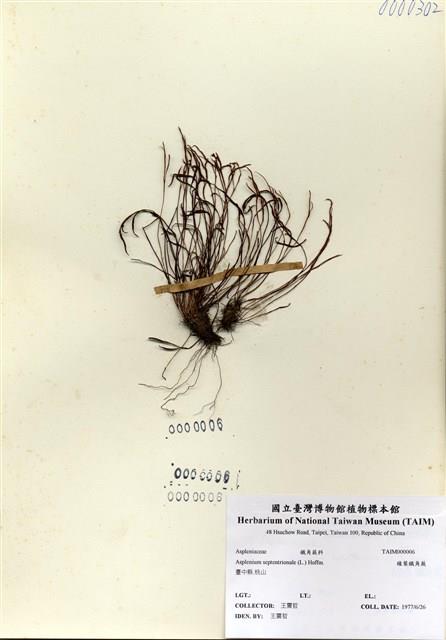 Accession Number:TAIMH000006 Collection Image, Figure 1, Total 3 Figures