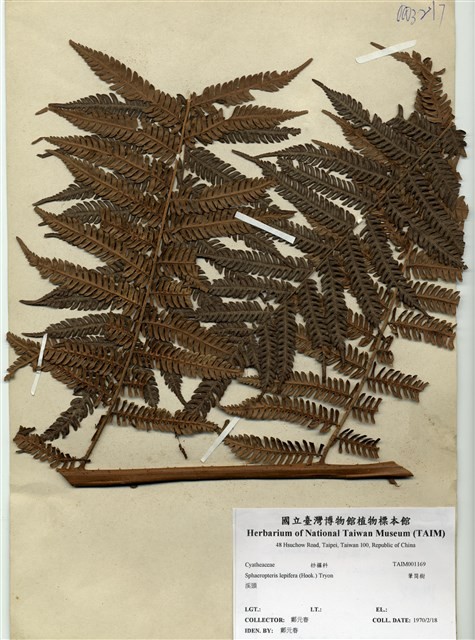 筆筒樹-國立臺灣博物館典藏查詢資訊系統-藏品資料-TAIMH001169