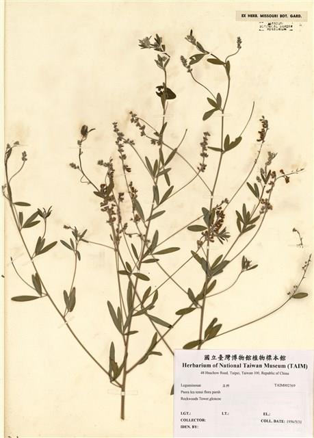 Psoralea tenuiflora Pursh藏品圖，第1張