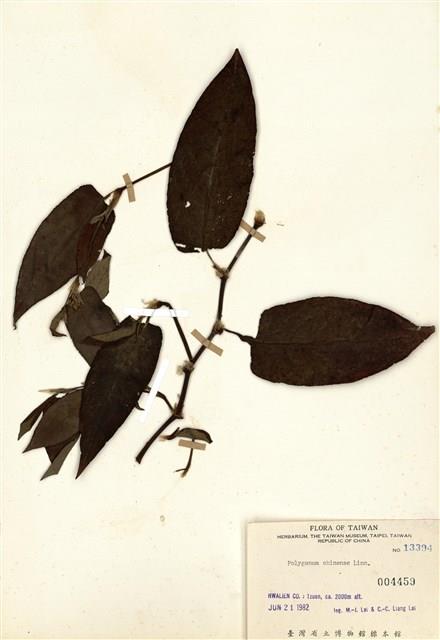 火炭母草藏品圖，第1張