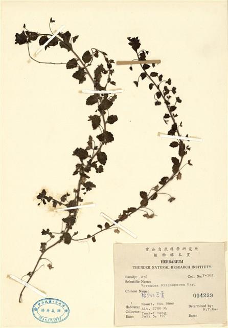 貧子水苦藚藏品圖，第1張