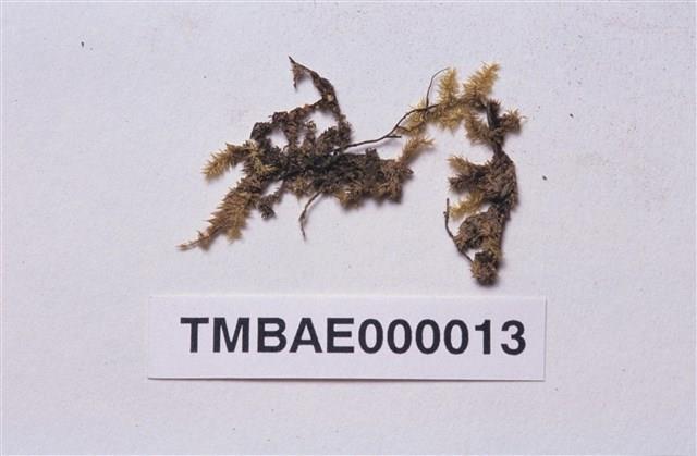 Aerobryopsis longissima Collection Image, Figure 1, Total 3 Figures