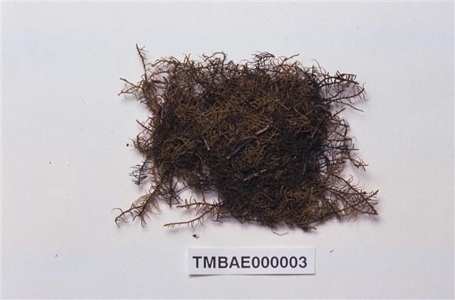 Abietinella abietina Collection Image, Figure 2, Total 10 Figures