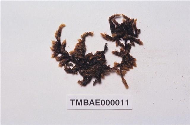 Aerobryidium taiwanense Nog. Collection Image, Figure 2, Total 10 Figures