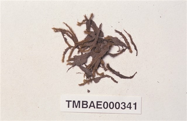 Philonotis mollis (Dozy et Molk.) Mitt. Collection Image, Figure 2, Total 20 Figures
