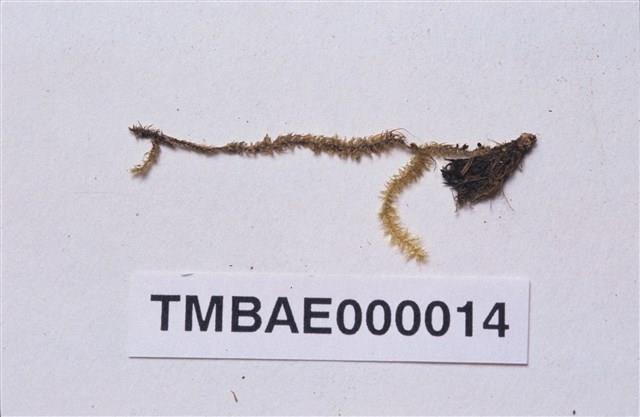 Aerobryopsis longissima Collection Image, Figure 1, Total 3 Figures