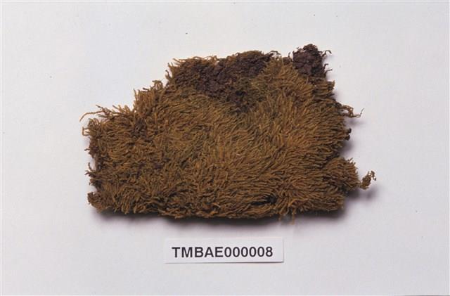 單疣苔藏品圖，第2張