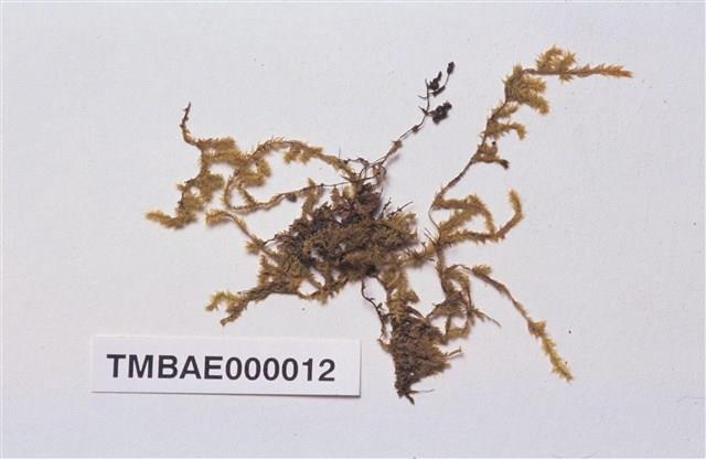 Aerobryopsis longissima (Doz. Et Molk.) Fleisch. Collection Image, Figure 2, Total 8 Figures