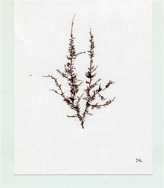 擬灰羽苔藏品圖，第2張