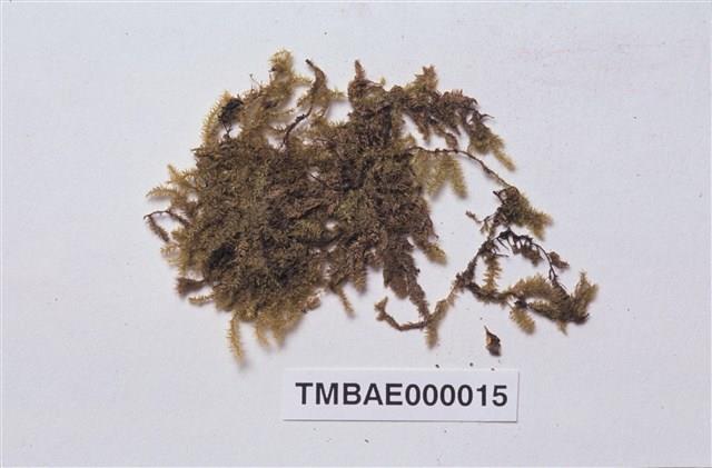 Aerobryopsis longissima Collection Image, Figure 2, Total 10 Figures