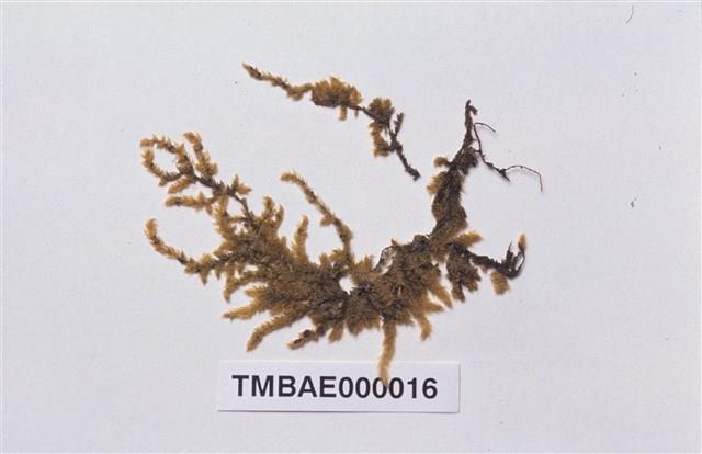 Aerobryopsis parisii (Card.) Broth. Collection Image, Figure 2, Total 9 Figures
