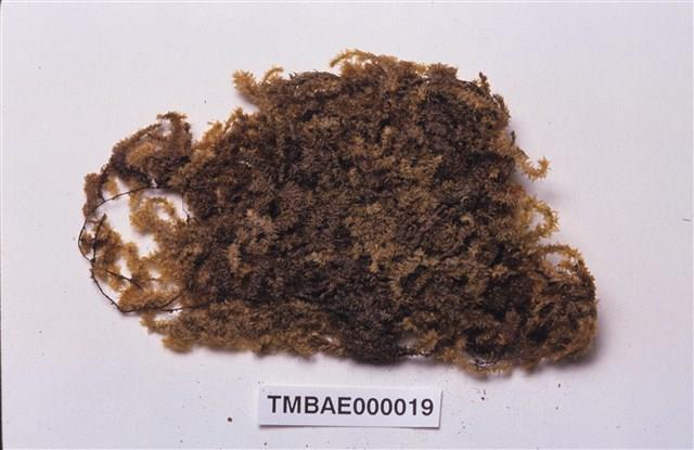 Aerobryopsis subdivergens (Broth.) Broth. Collection Image, Figure 2, Total 9 Figures