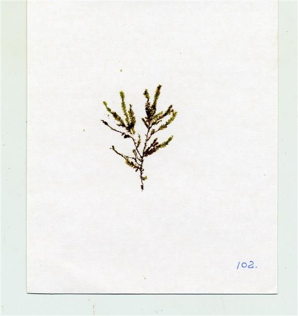 互生鱗葉苔藏品圖，第2張