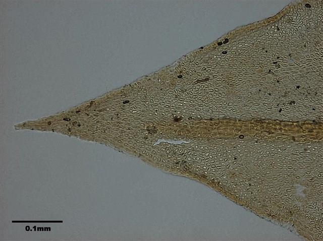 Abietinella abietina Collection Image, Figure 8, Total 10 Figures