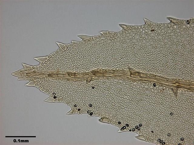 Mnium immarginatum Lindb. Collection Image, Figure 7, Total 12 Figures