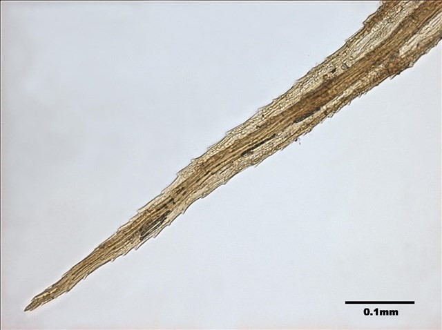Philonotis mollis (Dozy et Molk.) Mitt. Collection Image, Figure 16, Total 20 Figures