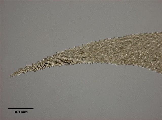 Acanthorrhynchium papillatum (Harv.) Fleisch. Collection Image, Figure 8, Total 11 Figures