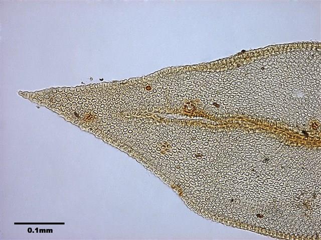 Abietinella abietina (Hedw.) Fleisch. Collection Image, Figure 6, Total 9 Figures