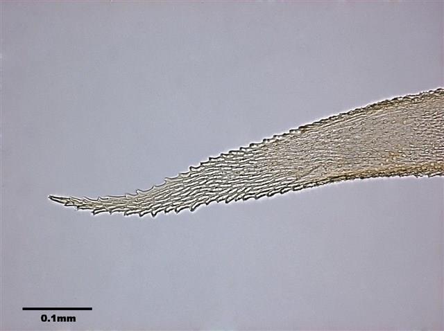 Acanthorrhynchium papillatum (Harv.) Fleisch. Collection Image, Figure 6, Total 8 Figures