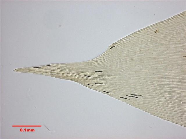 Aerobryopsis longissima Collection Image, Figure 7, Total 10 Figures