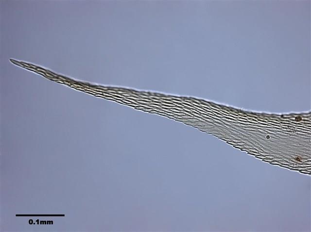 Aerobryopsis parisii (Card.) Broth. Collection Image, Figure 7, Total 9 Figures