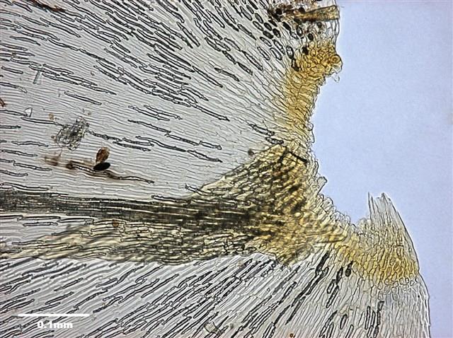 Aerobryopsis subdivergens (Broth.) Broth. Collection Image, Figure 8, Total 9 Figures