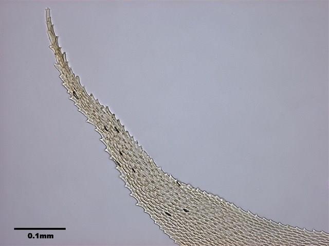 Acanthorrhynchium papillatum (Harv.) Fleisch. Collection Image, Figure 6, Total 8 Figures
