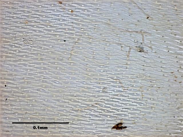 Aerobryidium taiwanense Nog. Collection Image, Figure 10, Total 10 Figures