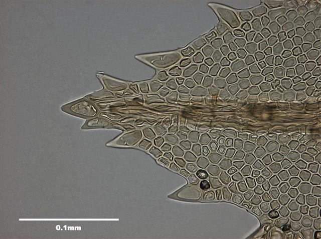 Mnium immarginatum Lindb. Collection Image, Figure 10, Total 12 Figures