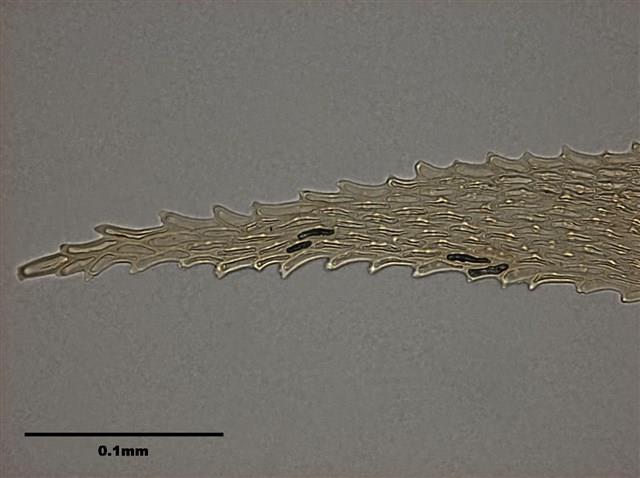 Acanthorrhynchium papillatum (Harv.) Fleisch. Collection Image, Figure 10, Total 11 Figures
