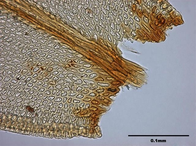 Abietinella abietina (Hedw.) Fleisch. Collection Image, Figure 8, Total 9 Figures