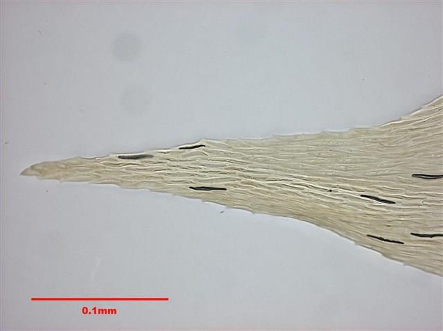 灰氣苔藏品圖，第9張