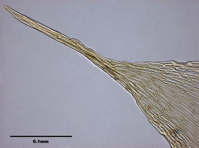 Acanthorrhynchium papillatum (Harv.) Fleisch. Collection Image, Figure 7, Total 10 Figures