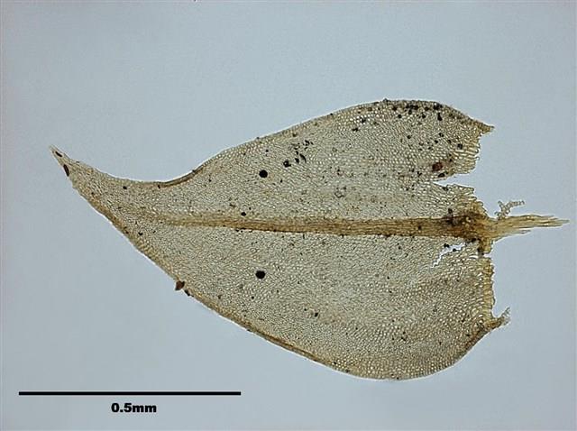 Abietinella abietina Collection Image, Figure 7, Total 10 Figures