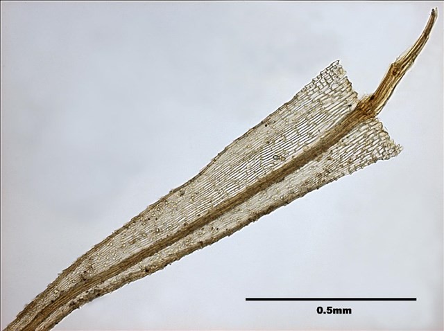 Philonotis mollis (Dozy et Molk.) Mitt. Collection Image, Figure 15, Total 20 Figures