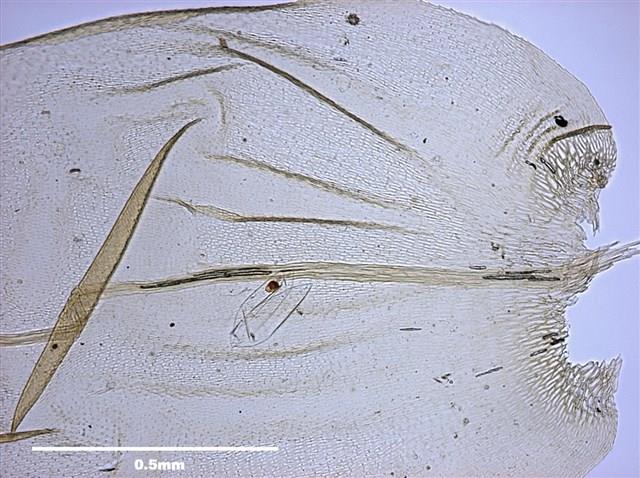 Aerobryopsis parisii (Card.) Broth. Collection Image, Figure 6, Total 8 Figures