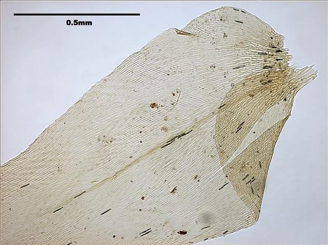 Aerobryopsis longissima (Doz. Et Molk.) Fleisch. Collection Image, Figure 6, Total 8 Figures